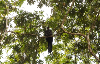 A Guan Bird Cockscomb 2023